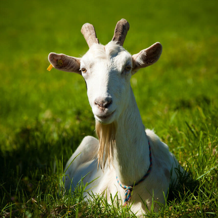 Nimbin Valley Dairy | Goat